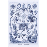 Haeckel Nature Illustrations: Cephlopods - Dark Blue Tint-Paper Art-18"x26"