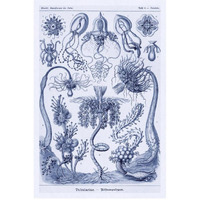 Haeckel Nature Illustrations: Cephlopods - Dark Blue Tint-Paper Art-22"x32"