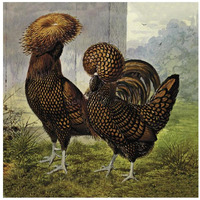 Chickens: Gold Spangled Polish-Paper Art-32"x32"