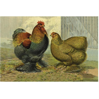 Chickens: Partridge Cochins-Paper Art-62"x42"
