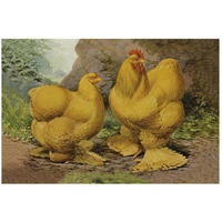 Chickens: Buff Cochins-Paper Art-26"x18"