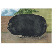 Pigs and Pork: Champion Sow-Paper Art-32"x22"