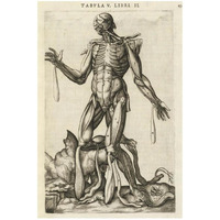 Male figure with muscles and skeleton-Paper Art-22"x32"
