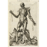 Male figure with muscles and skeleton-Paper Art-42"x62"
