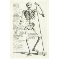 Anatomical diagram showing human skeleton, front view, with legends-Paper Art-22"x32"
