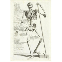 Anatomical diagram showing human skeleton, front view, with legends-Paper Art-34"x50"