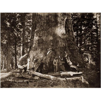 The "Grizzly Giant" - 33 feet diameter - with Galen Clark, Mariposa Grove, Yosemite, California, 1861-Paper Art-24"x19"