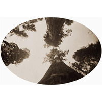 Among the Treetops, Calaveras Grove, California, 1878-Paper Art-26"x18"