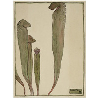 Pitcher Plant-Paper Art-14"x18"