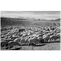 Flock in Owens Valley - National Parks and Monuments, 1941-Paper Art-32"x22"