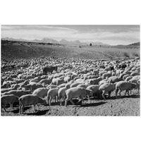 Flock in Owens Valley - National Parks and Monuments, 1941-Paper Art-46"x31"