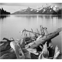 Driftwood on shore of Jackson Lake, with Teton Range in background, Grand Teton National Park, Wyoming, 1941-Paper Art-24"x22"