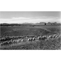 Flock in Owens Valley, California, 1941-Paper Art-24"x16"