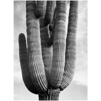 Detail of cactus Saguaros, Saguro National Monument, Arizona, ca. 1941-1942-Paper Art-14"x18"