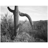 Cactus at left and surroundings, Saguaro National Monument, Arizona, ca. 1941-1942-Paper Art-18"x14"