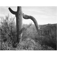 Cactus at left and surroundings, Saguaro National Monument, Arizona, ca. 1941-1942-Paper Art-24"x19"
