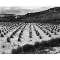 Looking across rows of corn, cliff in background, Corn Field, Indian Farm near Tuba City, Arizona, in Rain, 1941-Paper Art-24"x19"