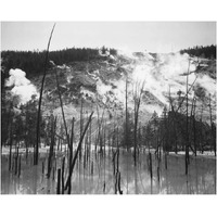 Barren trunks in water near steam rising from mountains, Roaring Mountain, Yellowstone National Park, Wyoming, -Paper Art-24"x20"