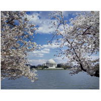 Jefferson Memorial with cherry blossoms, Washington, D.C.-Paper Art-26"x22"