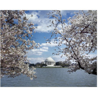 Jefferson Memorial with cherry blossoms, Washington, D.C. - Vintage Style Photo Tint Variant-Paper Art-30"x24"