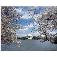 Jefferson Memorial with cherry blossoms, Washington, D.C. - Vintage Style Photo Tint Variant-Paper Art-37"x30"