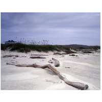 Driftwood on beach at Padre Island, TX-Paper Art-26"x20"