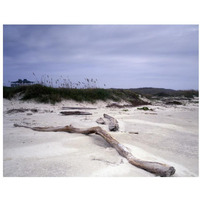 Driftwood on beach at Padre Island, TX-Paper Art-34"x26"
