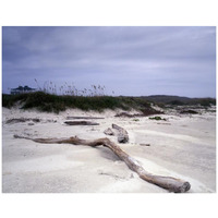 Driftwood on beach at Padre Island, TX-Paper Art-42"x32"