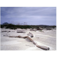 Driftwood on beach at Padre Island, TX-Paper Art-50"x38"