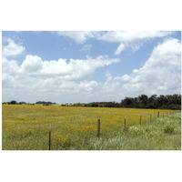 A field of wildflowers near Chappel Hill in Austin County, TX, 2014-Paper Art-20"x14"