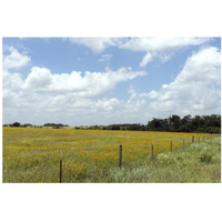 A field of wildflowers near Chappel Hill in Austin County, TX, 2014-Paper Art-38"x26"