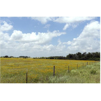 A field of wildflowers near Chappel Hill in Austin County, TX, 2014-Paper Art-62"x42"