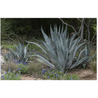 Agave and Bluebonnets at the Lady Bird Johnson Wildflower Center, near Austin, TX-Paper Art-50"x34"