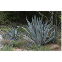 Agave and Bluebonnets at the Lady Bird Johnson Wildflower Center, near Austin, TX-Paper Art-62"x42"