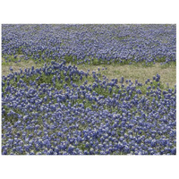 A profusion of Bluebonnets, in a field in Boerne, TX-Paper Art-26"x20"