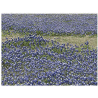 A profusion of Bluebonnets, in a field in Boerne, TX-Paper Art-34"x26"