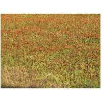 A field of wildflowers near the town of Tenton in Fannin County, TX, 2014-Paper Art-26"x20"