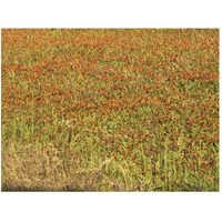 A field of wildflowers near the town of Tenton in Fannin County, TX, 2014-Paper Art-50"x38"