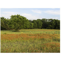 A field of wildflowers near the town of Trenton in Fannin County in Northeast Texas-Paper Art-26"x20"