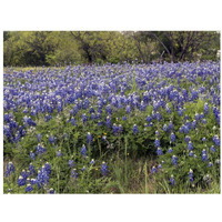 A pretty field of bluebonnets near Marble Falls, TX-Paper Art-34"x26"