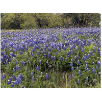 A pretty field of bluebonnets near Marble Falls, TX-Paper Art-50"x38"