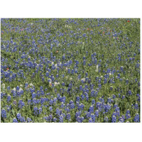 Bluebonnets, Fredericksburg, TX-Paper Art-50"x38"
