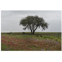 Wildflower field near Poteet in Atascosa County, TX-Paper Art-32"x22"