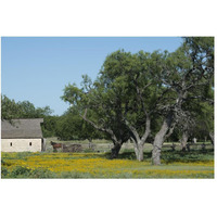 Horse on a meadow in the Lyndon B. Johnson National Historical Park in Johnson City, TX-Paper Art-50"x34"