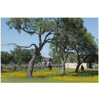 Horses gallop toward the camera in a wildflower-rich National Park Service meadow in Johnson City, TX-Paper Art-26"x18"
