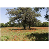 Shade trees and wildflowers on the LBJ Ranch, near Stonewall in the Texas Hill Country-Paper Art-42"x30"