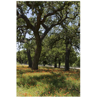 Shade trees and wildflowers on the LBJ Ranch, near Stonewall in the Texas Hill Country-Paper Art-26"x38"