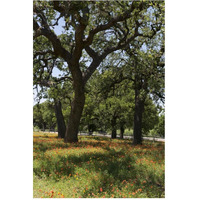 Shade trees and wildflowers on the LBJ Ranch, near Stonewall in the Texas Hill Country-Paper Art-42"x62"