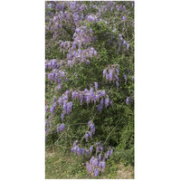 Spring flowers in Big Thicket National Preserve-Paper Art-26"x50"