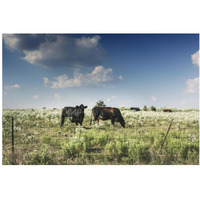 Cows in a field of wildflowers in rural Hunt County near Greenville, TX-Paper Art-38"x26"